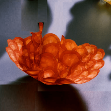 Organic Parchment Bowl Carrot