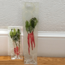 Organic Vegetable and Recycled Glass Tray Daikon and Baby Icicle Radish
