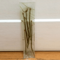 Organic Vegetable and Recycled Glass Tray Green Papaya and Garlic Pod