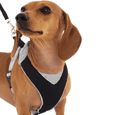 eco friendly dog harness